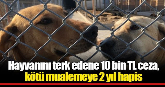 Hayvanını terk edene 10 bin TL ceza, kötü mualemeye 2 yıl hapis!