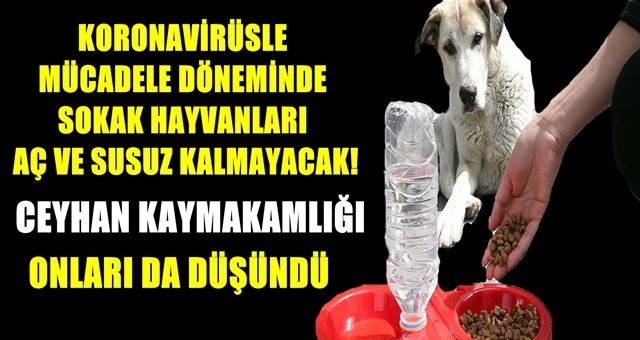 Sokak Hayvanlarına Kaymakamlıktan Yiyecek Desteği