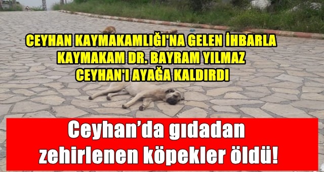 Ceyhan’da gıdadan zehirlenen köpekler öldü!