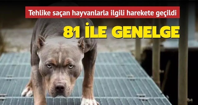 81 ilin valilik ve belediyelerine sahipsiz hayvanlarla ilgili genelge gönderdi