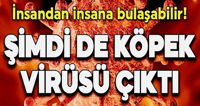 Şimdi de köpek gribi çıktı! İnsandan insana bulaşabilir!