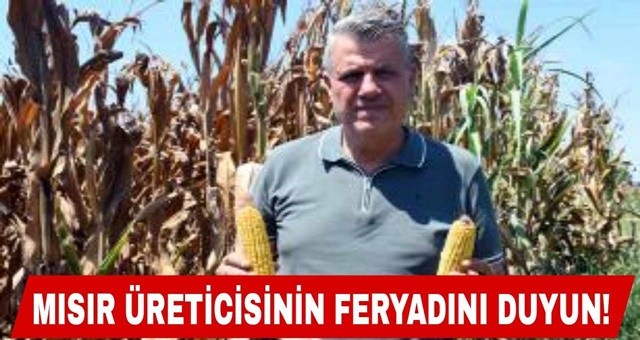 Mısır üreticisinin feryadını duyun!