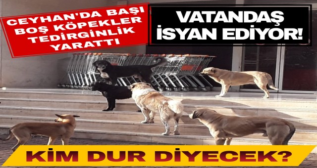 Ceyhan'da başı boş köpek isyanı!