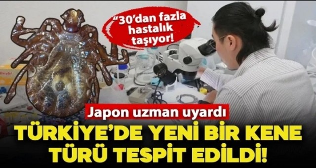 Türkiye'de Yeni Kene Türü Tespit Edildi