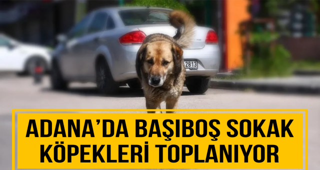 Adana’da başıboş sokak köpekleri toplanıyor