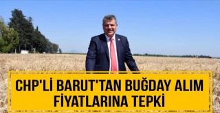 CHP'li Barut'tan Buğday Alım Fiyatlarına Tepki
