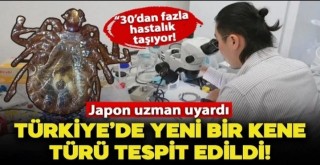 Türkiyede Yeni Kene Türü Tespit Edildi