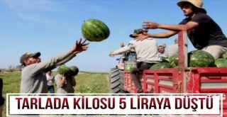 Karpuzun Tarlada Kilosu 5 TL'ye Düştü