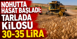 Nohutta hasat başladı: Tarlada kilosu 30-35 lira