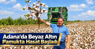 Adana'da Beyaz Altın Pamukta Hasat Başladı